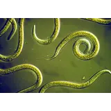 Orcon Orcon Beneficial Nematodes Certificate