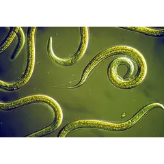 Orcon Orcon Beneficial Nematodes Certificate