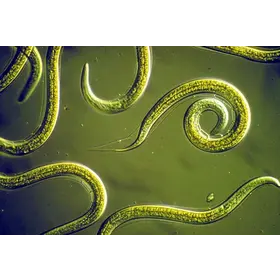 Orcon Orcon Beneficial Nematodes Certificate