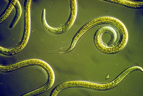 Orcon Orcon Beneficial Nematodes Certificate