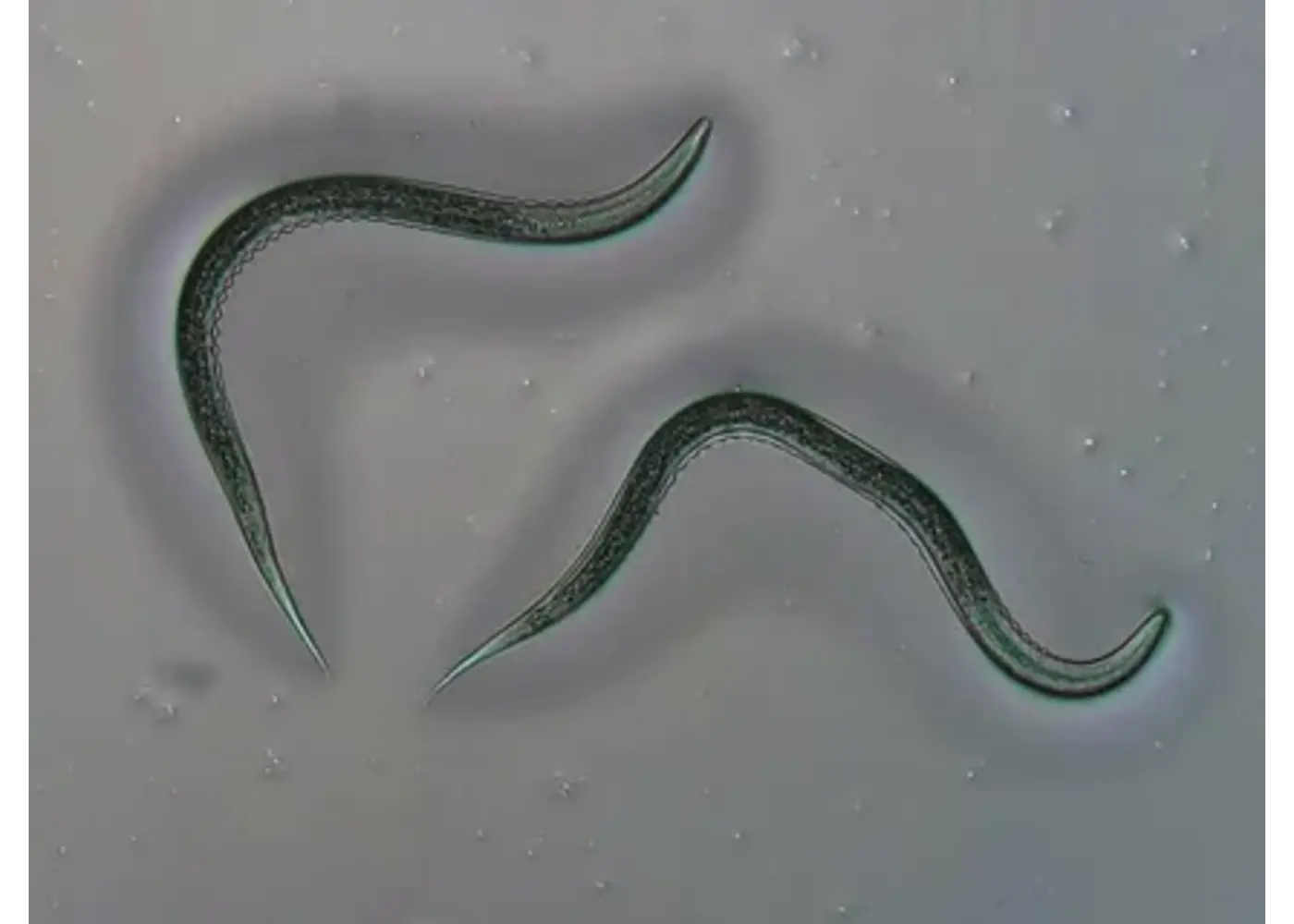 Orcon Orcon Beneficial Nematodes Certificate