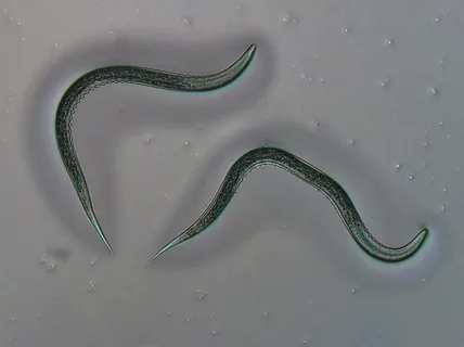 Orcon Orcon Beneficial Nematodes Certificate