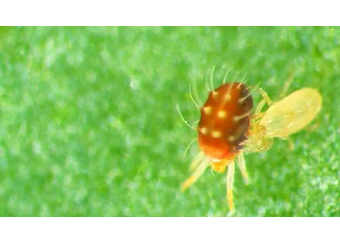 Orcon Orcon Predatory Mites Certificate