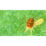 Orcon Orcon Predatory Mites Certificate