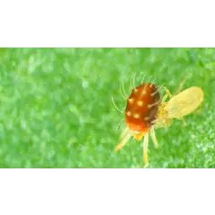 Orcon Orcon Predatory Mites Certificate