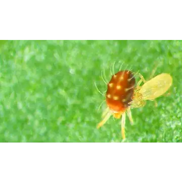 Orcon Orcon Predatory Mites Certificate