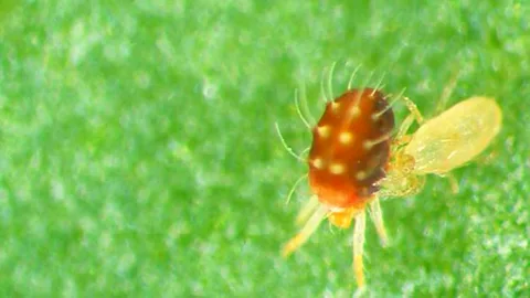 Orcon Orcon Predatory Mites Certificate