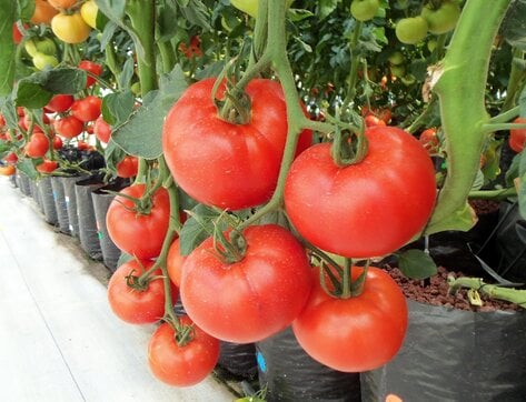 Sustainable Gardening: The Environmental Benefits of Hydroponics