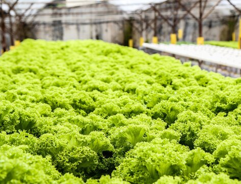 Organic Gardening