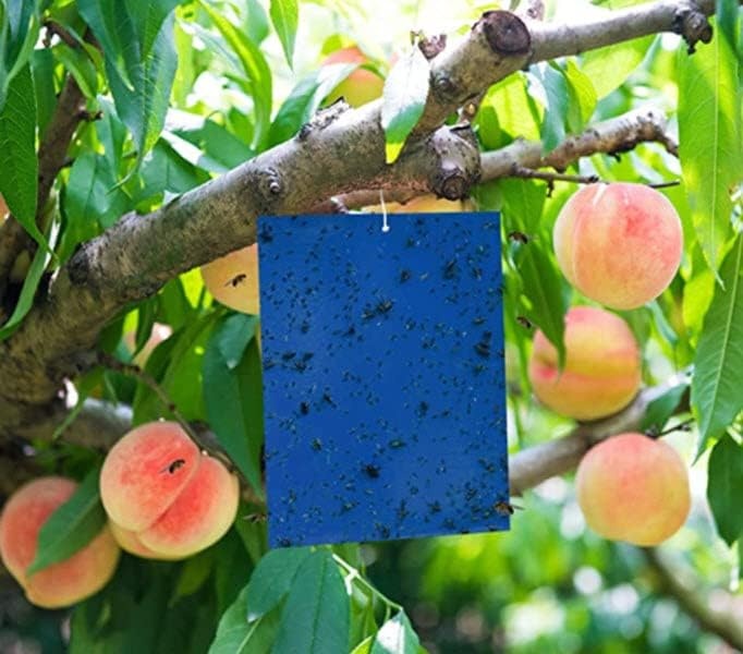 Seabright Sticky Thrip Leafminer Blue Trap 5/Pack