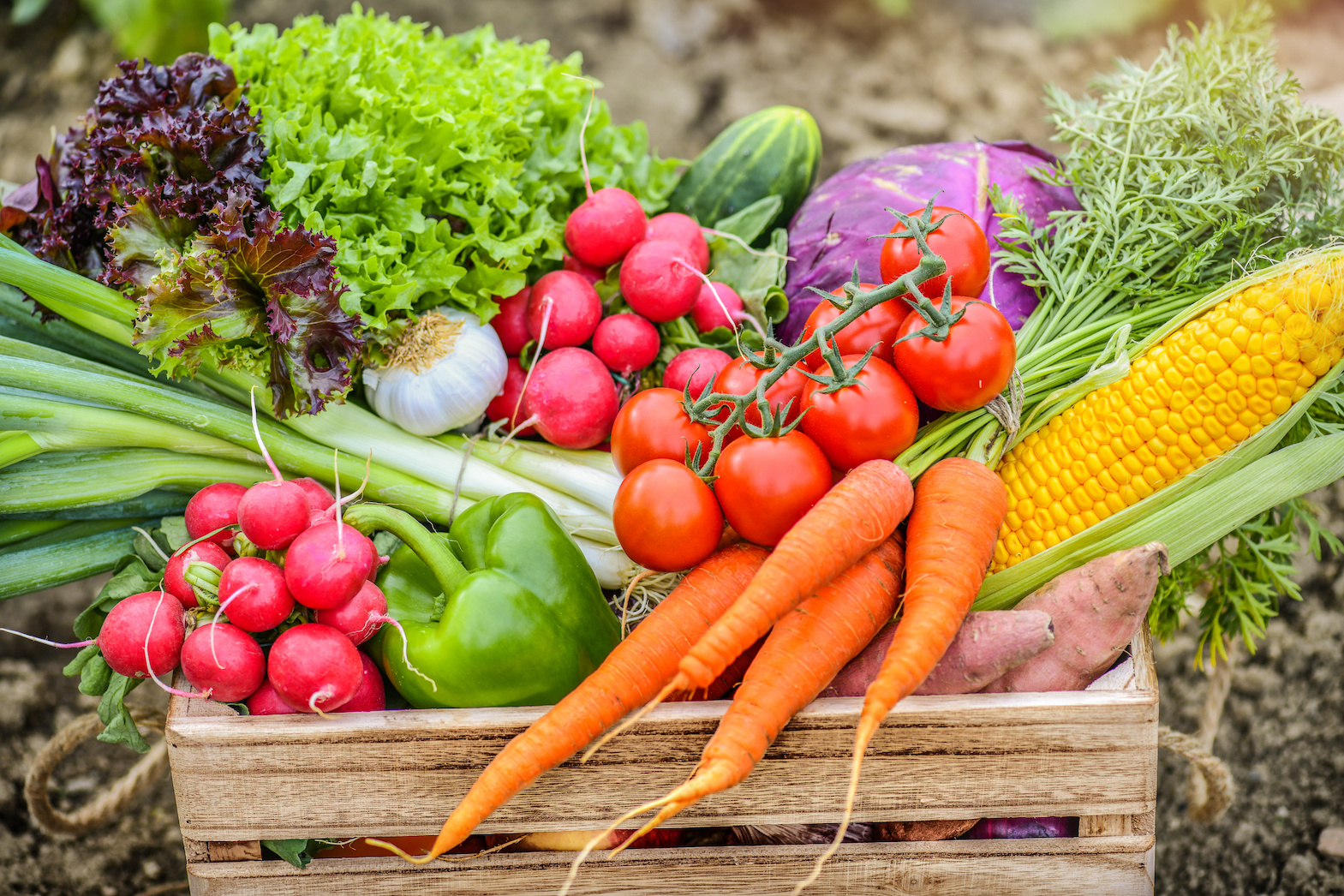 How to Grow Your Own Veggies!