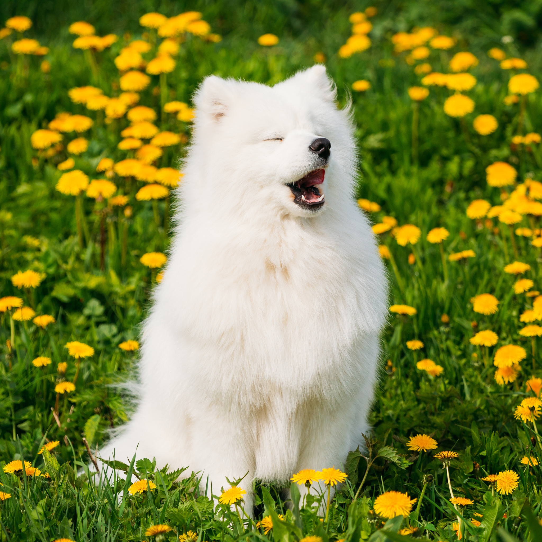 CBD for Your Pets