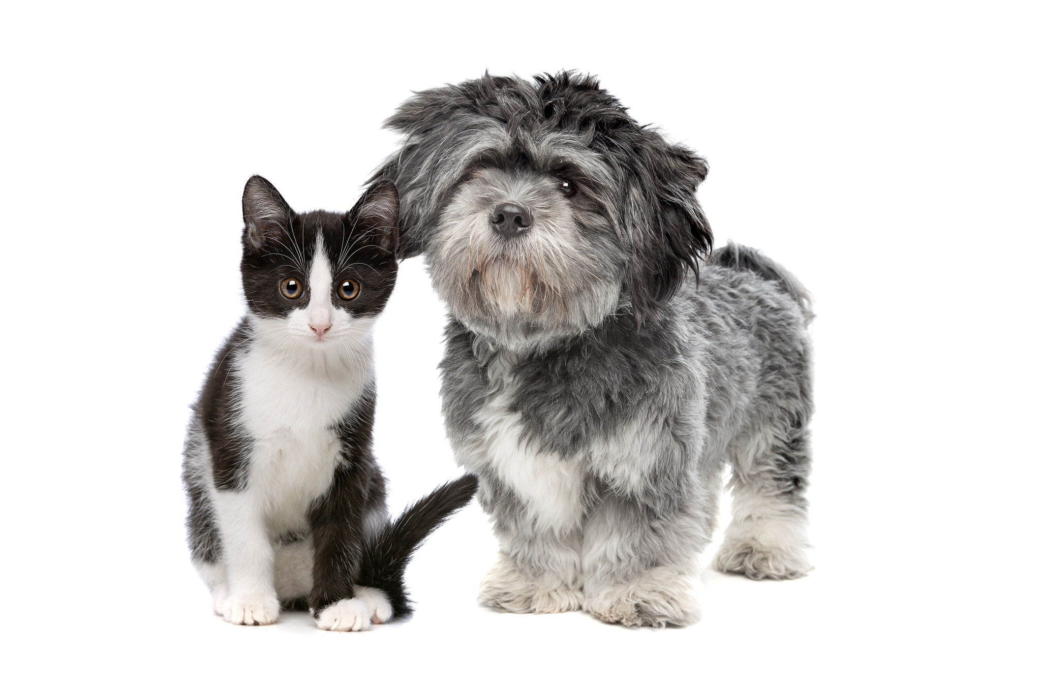 How CBD Helps Pets