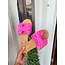 The Uptown Peach Pink Lady Bow Sandals