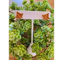 Thanksgiving Leaf Studs