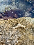 Shell Linked Claw Hair Clip