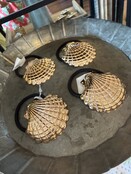 Shell Hair Pony Tail Holder