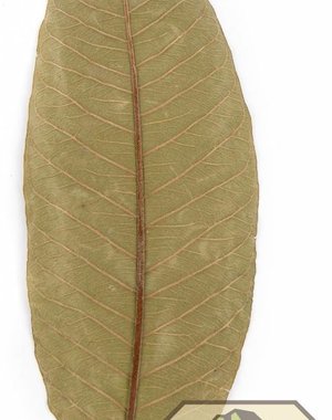 Newcal Pet NewCal Guava Leaves (10 Pak)