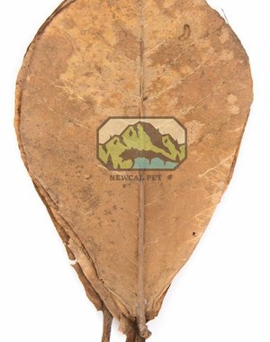 Newcal Pet NewCal Indian Almond Leaves "AAA Grade" (10 Pack)