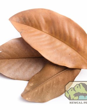 Newcal Pet NewCal Magnolia Leaves