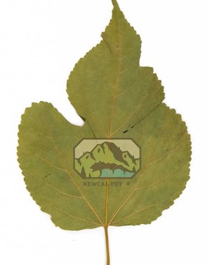 Newcal Pet NewCal Mulberry Leaves (10 Pack)