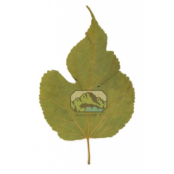 Newcal Pet NewCal Mulberry Leaves (10 Pack)