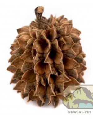 Newcal Pet NewCal cassuarina Cones 20pack