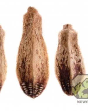 Newcal Pet NewCal Mahogany Pods (5 Pack)