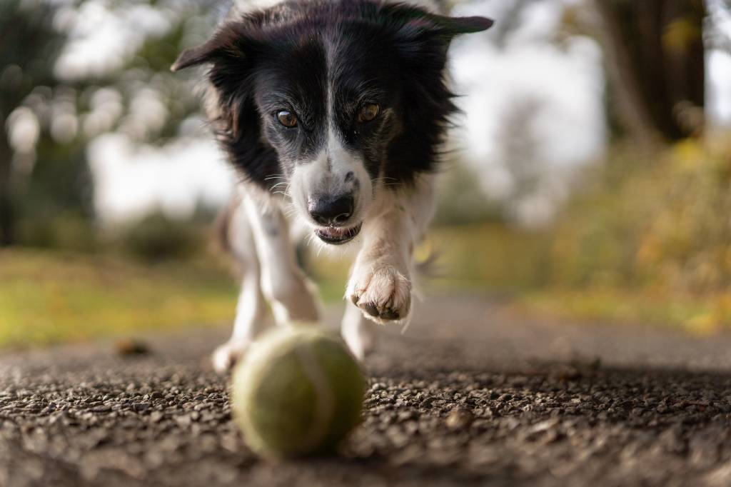How to Get Your Dog to Stop Chewing Everything