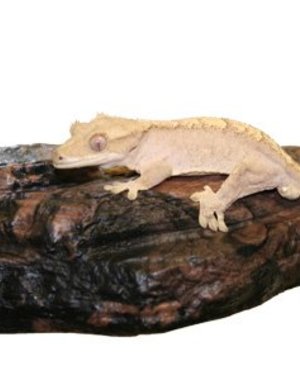 MagNaturals Magnaturals Magnetic Rock Ledge