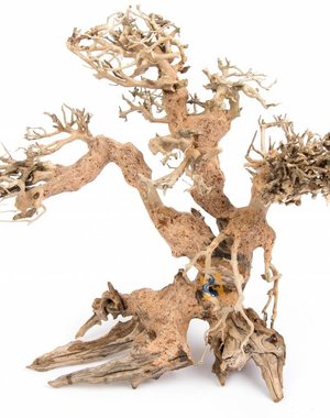 Aqua Globe Aquaglobe Dragonwood