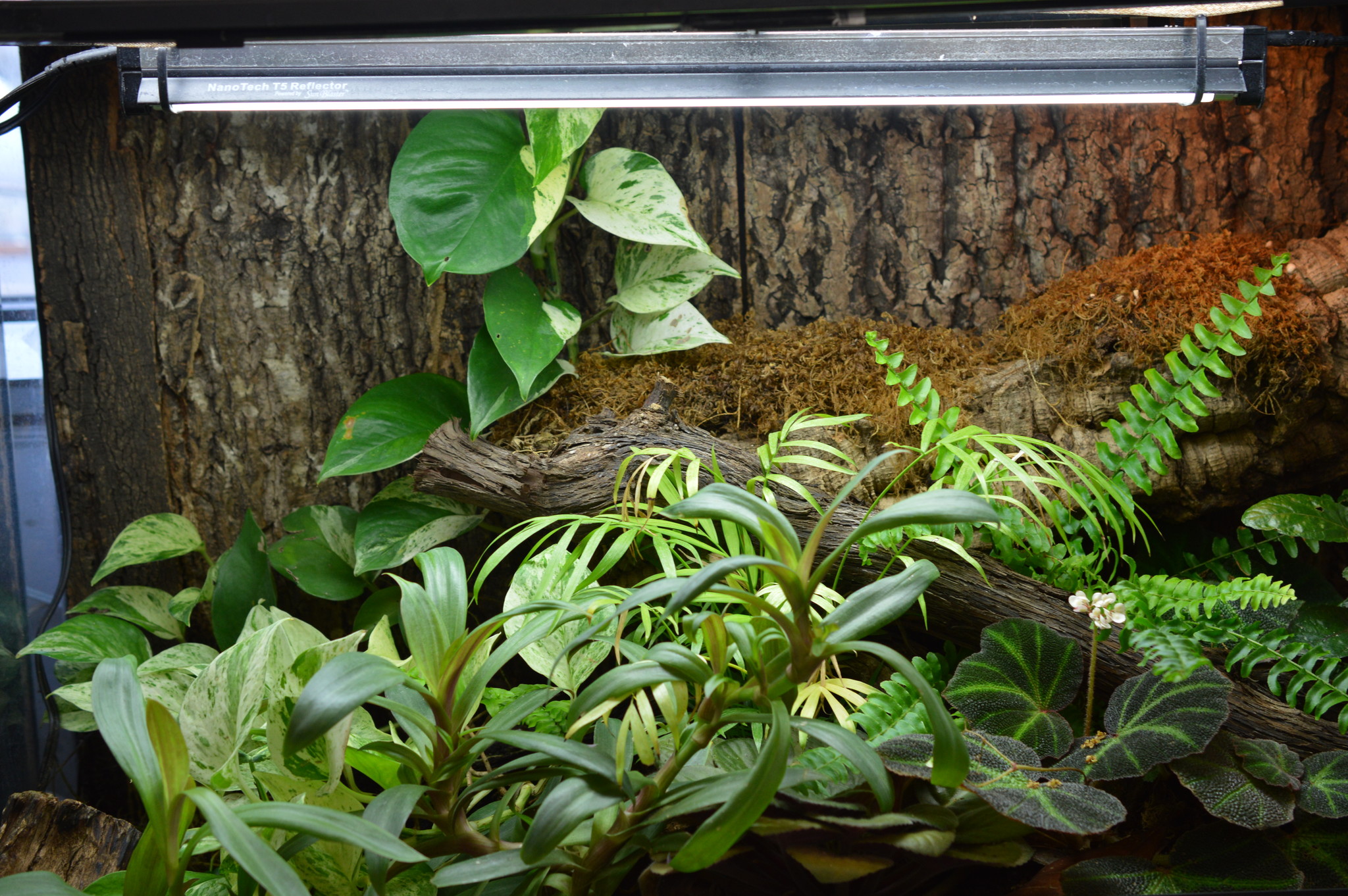 terrarium