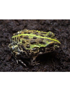  Pixie Frog