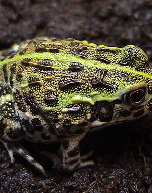 Pixie Frog
