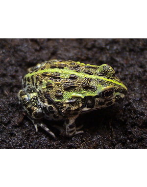  Pixie Frog