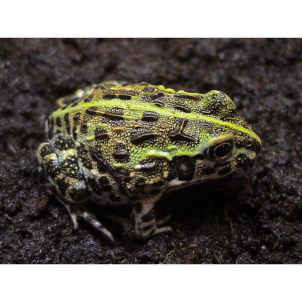 Pixie Frog