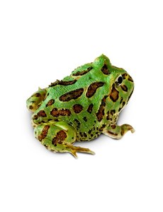  Green Pacman Frog