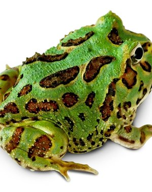  Green Pacman Frog