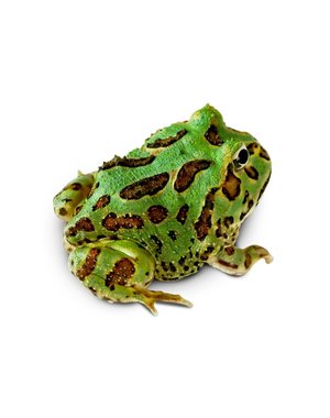  Green Pacman Frog