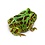 Green Pacman Frog