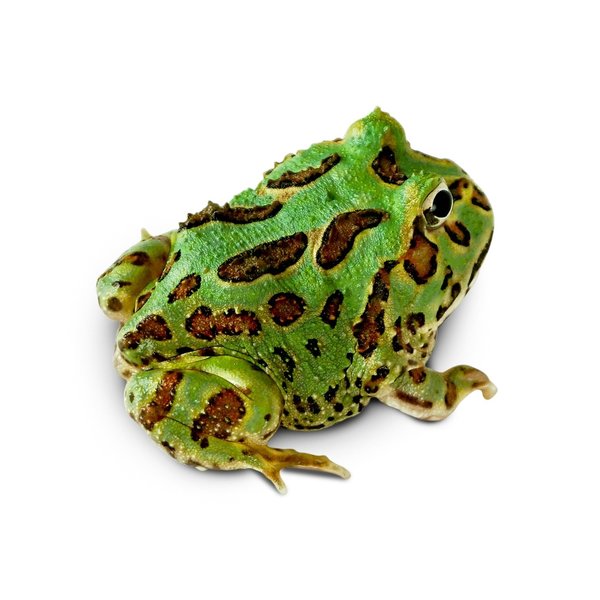 Green Pacman Frog
