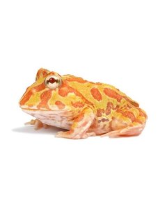  Albino Pacman Frog