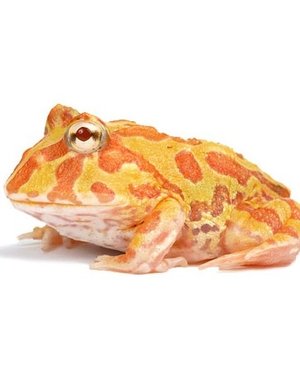  Albino Pacman Frog