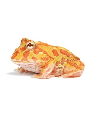  Albino Pacman Frog