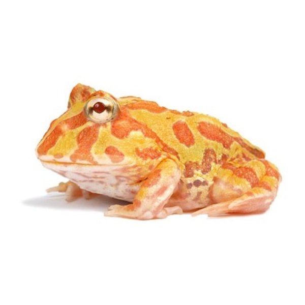 Albino Pacman Frog