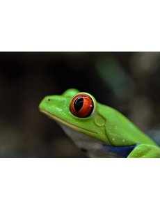  Red Eye Tree Frog