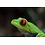 Red Eye Tree Frog