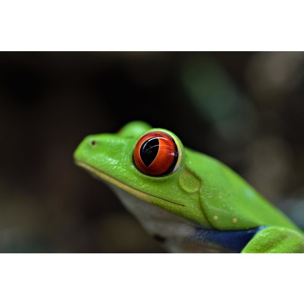 Red Eye Tree Frog