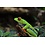 Red Eye Tree Frog