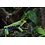 Red Eye Tree Frog